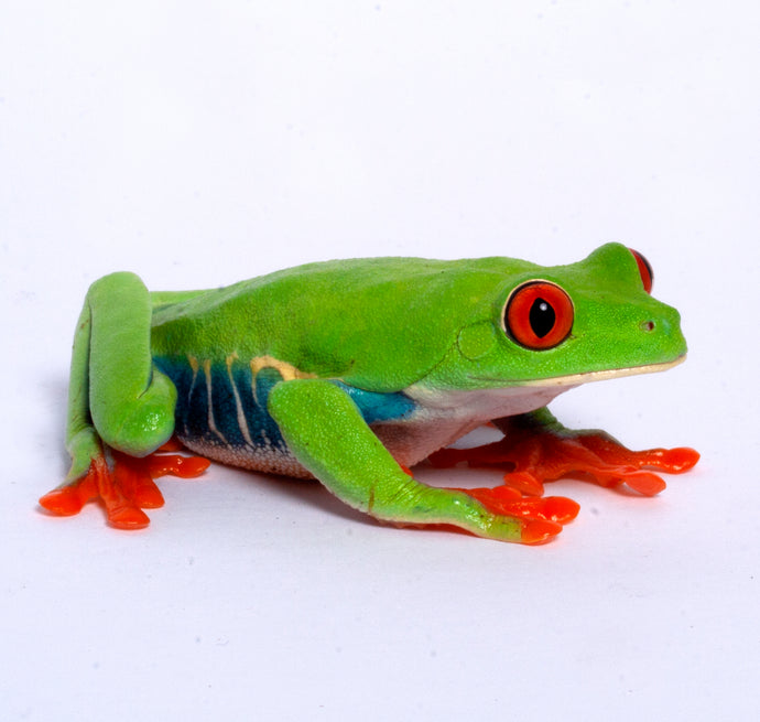 Red Eye Tree Frog